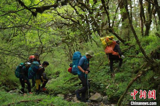 An expedition team walks in the forest in southwest China's Heizhugou National Forest Park, known as the “Bermuda in China.” （Photo provided to China News Service)