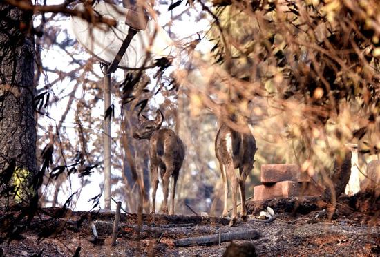 Two deers were seen in the woods where the wildfire engulfed in Paradise of Butte County, California, the United States, Nov. 20, 2018. (Xinhua/Wu Xiaoling)
