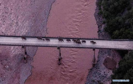 Aerial photo taken on Aug. 8, 2021 shows a herd of wild Asian elephants crossing the Yuanjiang River in southwest China's Yunnan Province. The herd of 14 wild Asian elephants roaming around in Yunnan is approaching their traditional habitat. At about 8 p.m. Sunday, the herd crossed the Yuanjiang River with artificial guidance, according to the headquarters in charge of monitoring their migration. It has been around 17 months since the herd bid farewell to their original habitat in a nature reserve in Yunnan's Xishuangbanna Dai Autonomous Prefecture. (Xinhua)

