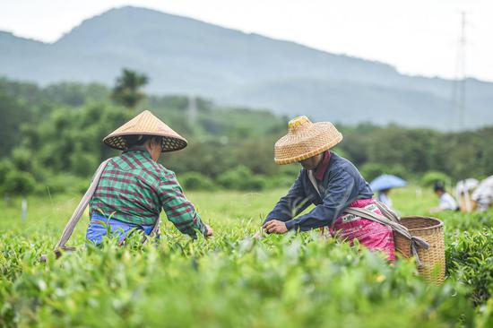 Farmers pick tea leaves at Wulilu tea garden in Baisha Li Autonomous County in south China's Hainan Province, June 9, 2021. (Xinhua/Pu Xiaoxu)