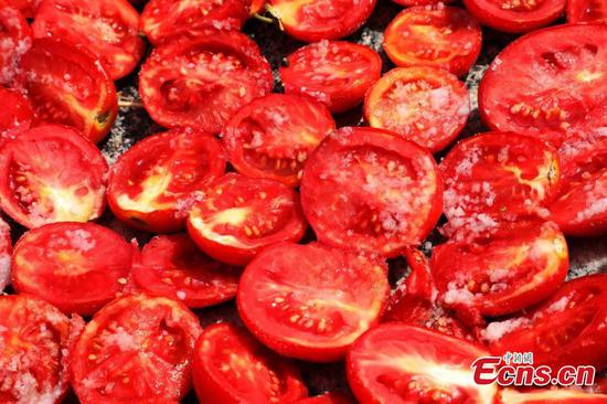Tomato harvest season in NW China's Xinjiang