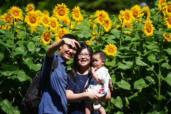 A family takes photos against a backdrop of blooming sunflowers at the Olympic Forest Park in Beijing, on July 4, 2021. [Photo/Xinhua]