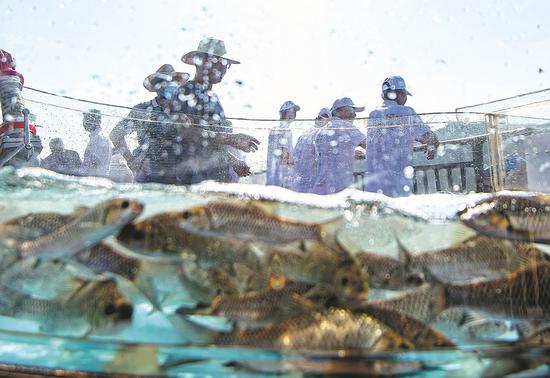 Rare fish fry are released into the Yangtze River in Wanzhou, Chongqing, last month. [Photo by Ran Mengjun/for China Daily] 