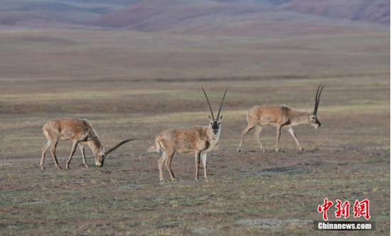 Tibetan antelopes forage in Qiangtang National Nature Reserve, China’s Tibet Autonomous Region (File photo/China News Service)