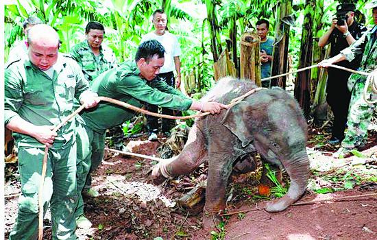 Rescuers help to restrain the calf in Yunnan last month. DAI ZHENHUA/FOR CHINA DAILY 