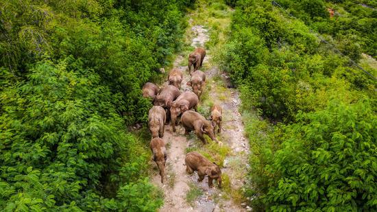 Aerial photo taken on Aug. 9, 2021 shows a herd of wild Asian elephants in Yuanjiang County of Yuxi City, southwest China's Yunnan Province. (Xinhua/Hu Chao)