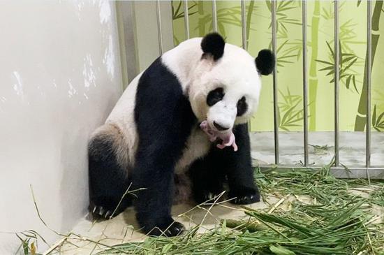 Singapore welcomes its first giant panda cub