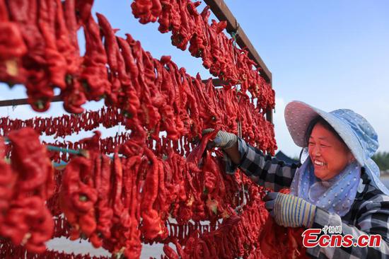 Chili peppers enter harvest season in NW China's Xinjiang