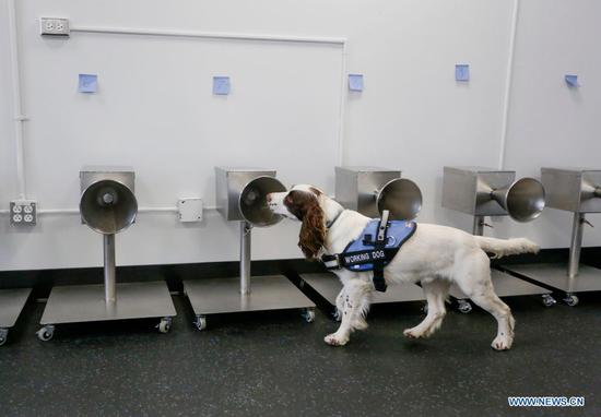 COVID-19 detection dogs trained in Canada
