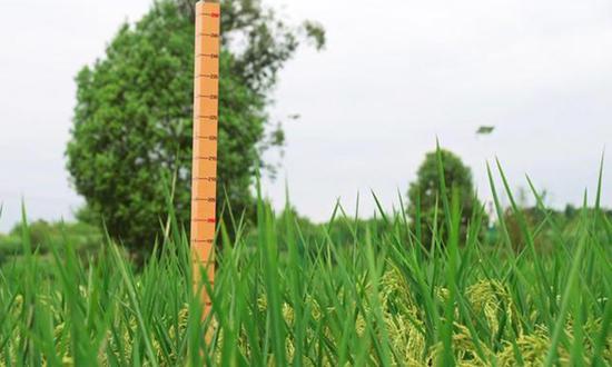Two meter high  giant rice shoots grow in Changhong Village of Chongqing. (Photo/Xinhua)