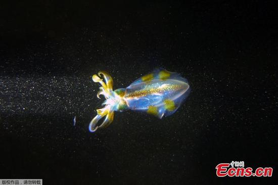 Glittering squid swims in sea water of Lebanon