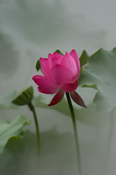 Lotus flowers bloom at park in Shandong