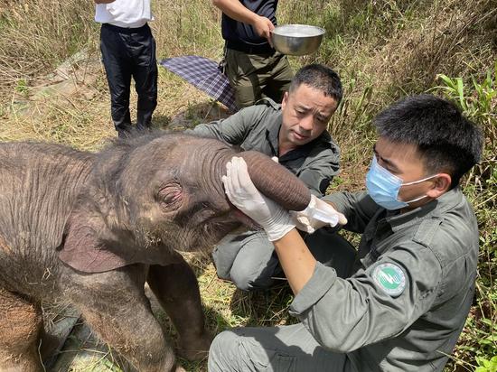 Rescuers feed the sick baby elephant in Xishuangbanna Dai Autonomous Prefecture, southwest China's Yunnan Province, Aug. 29, 2021. (The Asian Elephant Breeding and Rescue Center in Xishuangbanna National Nature Reserve/Handout via Xinhua)
