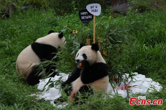 Giant panda twins celebrate 2nd birthday at Berlin Zoo