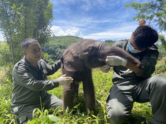 Rescuers feed the sick baby elephant in Xishuangbanna Dai Autonomous Prefecture, southwest China's Yunnan Province, Aug. 29, 2021. (The Asian Elephant Breeding and Rescue Center in Xishuangbanna National Nature Reserve/Handout via Xinhua)