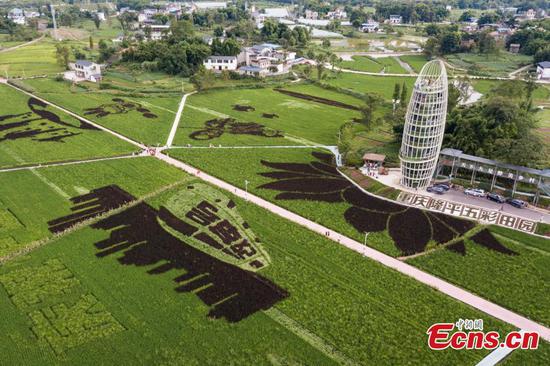 Colorful rice paddy art pictures in Chongqing attract visitors