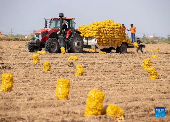 Farmers load potatoes onto a carrier in Hongrui village of Pingluo county, Shizuishan, Northwest China's Ningxia Hui autonomous region, Sept 2, 2021. Pingluo developed potato planting industry in recent years to help local villagers increase income. (Photo/Xinhua)