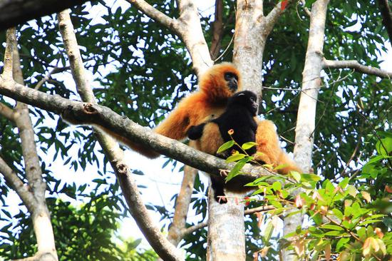Photo taken on Oct. 28, 2017 shows a female Hainan gibbon and her baby sitting on a tree at the Bawangling National Nature Reserve in Changjiang, south China's Hainan Province. (Xinhua/Huo Yongyi)