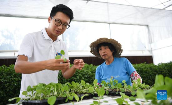 Fung Leung (L) communicates with a staff member on the growth of vegetables at his aquaponics production base in the national agricultural demonstration zone in Kaiping city, Jiangmen, South China's Guangdong Province, on Sept 2, 2021. Victor Lo, Fung Leung and Mandy Tam, all born in the 1990s in Hong Kong, came to the Kaiping national agricultural demonstration zone for their aquaponics research. (Photo/Xinhua)