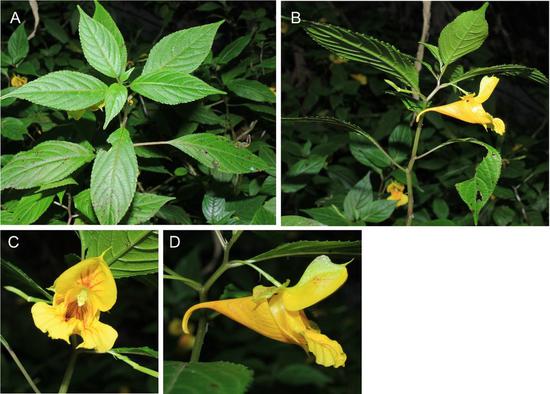 Photo provided by the research team shows the newly discovered Impatiens lihengiana. (Wuhan Botanical Garden under the Chinese Academy of Sciences/Handout via Xinhua)