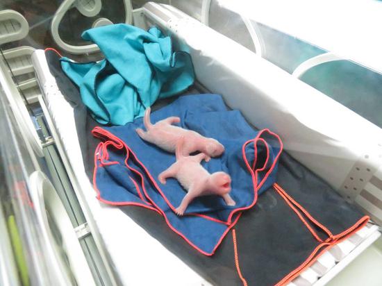 Twin giant panda cubs born in Madrid 'fine, healthy'