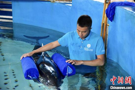 A staff member of Sanya Haichang Biological Conservation Center shows  a specially-made device for an injured dolphin. (Photo provided to China News Service)