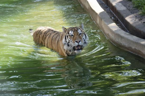 Photo taken on May 21, 2021 shows a tiger at Smithsonian's National Zoo in Washington, D.C., the United States. (Xinhua/Liu Jie)