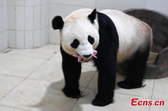 All panda cubs born in 2021 survive at Sichuan base