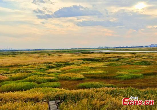 Autumn senses full of Xinjiang Manas national wetland park
