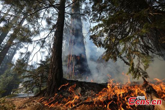 Millennium sequoias heavily burned under California’s wildfires