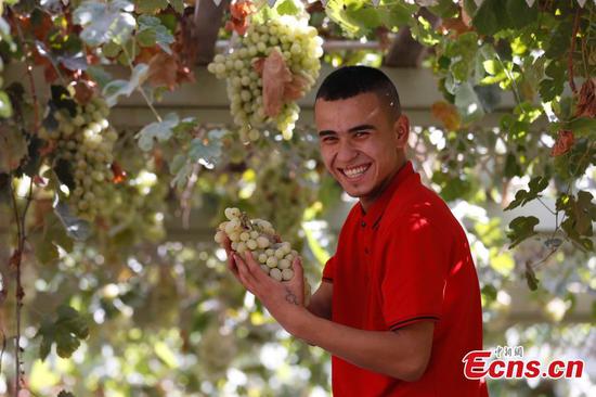 Munage grapes ripe in Artux of Xinjiang