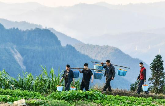 Poverty relief assistants Liu Ying (1st L) and He Changle (2nd L), as well as village officers, help carry melons planted by villagers in Dongqin village, Congjiang county of Southwest China's Guizhou province, Nov 11, 2020. (Photo/Xinhua)