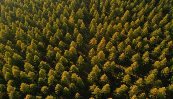 Aerial photo taken on Sept. 23, 2021 shows the autumn scenery of Saihanba forest farm in north China's Hebei Province. (Xinhua/Jin Haoyuan)