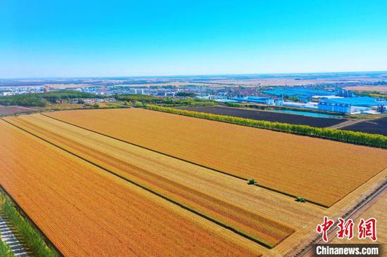 The harvest scene of Beidahuang Group. (Photo: China News Service/Zhang Ping).