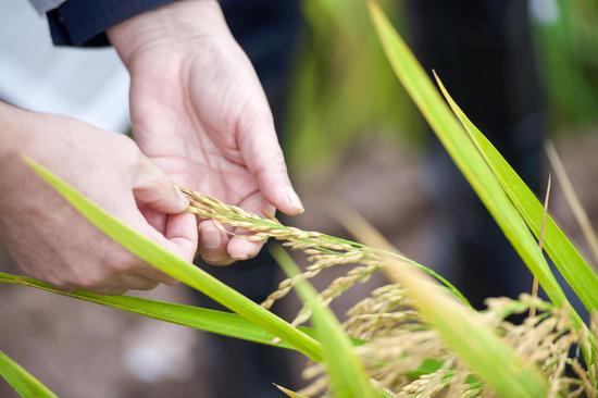 Third-generation hybrid rice yield reaches record high