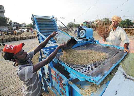 Farmers in Punjab, India, harvest crops this month. (Photo/Xinhua)