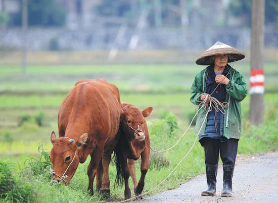 A farmer tends a cow and her calf in Dagang village, Liuzhou city, Guangxi Zhuang autonomous region. (Photo: China Daily/Tang Kaixing)
