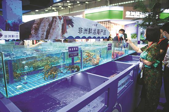 Visitors choose African seafood at the second China-Africa Economic and Trade Expo held from Sept 26 to 29. In all, 135 projects worth $22.9 billion were inked during the expo. (Photo/Xinhua)