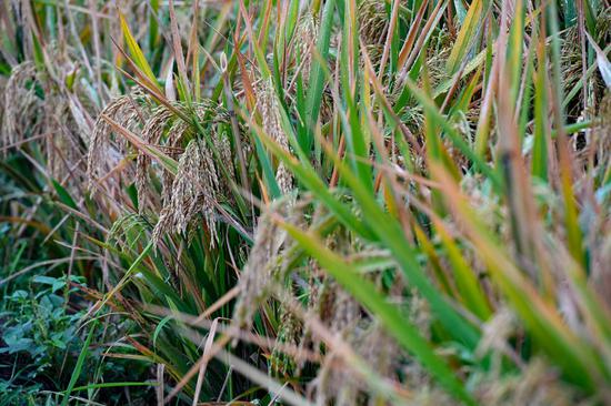 Photo taken on Nov. 2, 2020 shows the third-generation hybrid rice at an experimental demonstration field in Hengnan County, central China's Hunan Province. (Xinhua/Chen Zeguo)