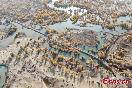 Scenery of populus diversifolia forest along Tarim River in Xinjiang