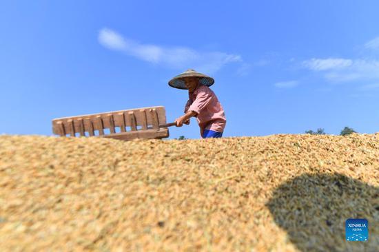 Photo taken on Sept 23, 2021 shows a farmer drying grains in Guanling township of Hengyang city, Central China's Hunan province. (Photo/Xinhua)