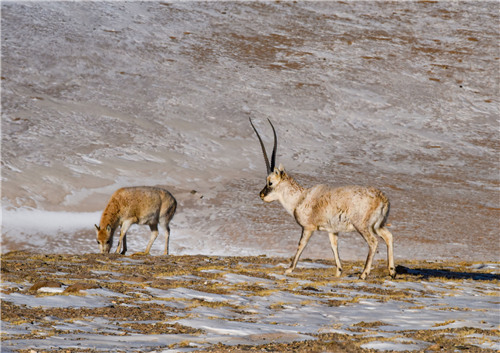 Two Tibetan antelopes spotted on the Qinghai-Tibet Plateau, Southwest China's Tibet autonomous region. (Photo/Xinhua)