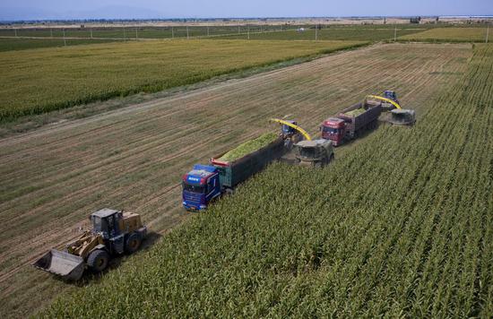 Aerial photo taken on Sept 2, 2021 shows farmers operating harvesters to reap corn crops in the field of Pingluo county, Northwest China's Ningxia Hui autonomous region. (Photo/Xinhua)