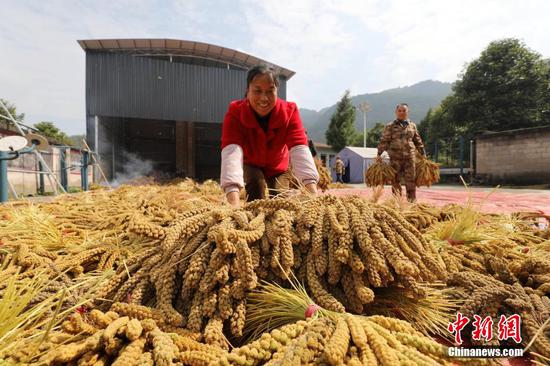 Southwest China sees millet harvest