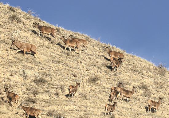 White-lipped deer wander around the Qilian Mountain National Park, Gansu province, on Thursday. The park is one of the 10 pilot national parks established last year. (Photo by Sheng Wenhong/China Daily)