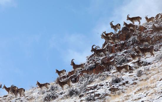 Siberian ibex play in snow in China's Xinjiang 