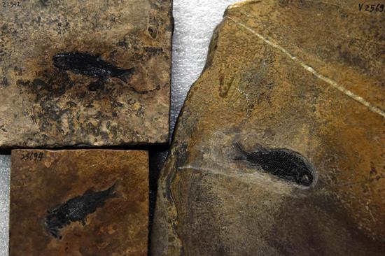 Oldest species of Peltoperleidus of 244 million years ago found in China