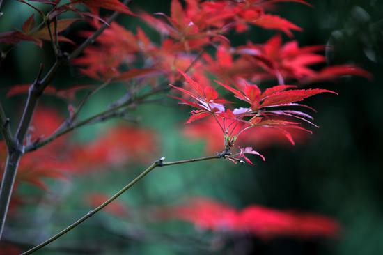 Maple leaves turn red in Jiangsu