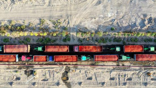 Aerial photo taken on Aug. 5, 2020 shows trucks carrying tomatoes waiting in line for sale outside a tomato processing plant in Bohu County, northwest China's Xinjiang Uygur Autonomous Region. (Photo by Nian Lei/Xinhua)