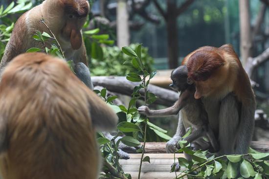 Chimelong Safari Park solicits names for proboscis monkey babies
